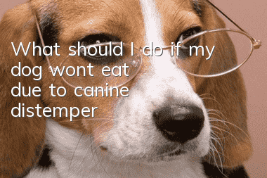 What should I do if my dog won’t eat due to canine distemper?