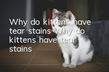 Why do kittens have tear stains? Why do kittens have tear stains?