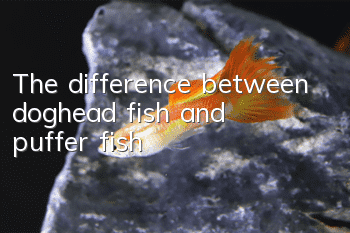 The difference between doghead fish and puffer fish
