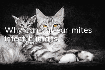 Why can cat ear mites infect humans?
