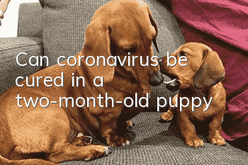 Can coronavirus be cured in a two-month-old puppy?