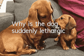 Why is the dog suddenly lethargic?