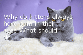 Why do kittens always have gum in their eyes? What should I do?