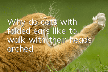 Why do cats with folded ears like to walk with their heads arched?