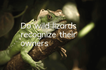Do wild lizards recognize their owners?