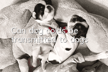Can dog colds be transmitted to dogs?