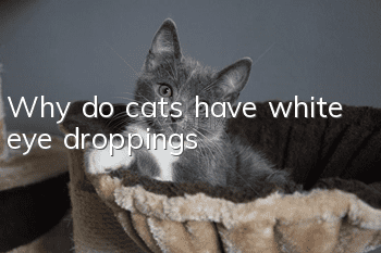 Why do cats have white eye droppings?