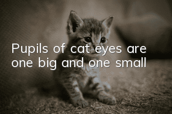 Pupils of cat eyes are one big and one small