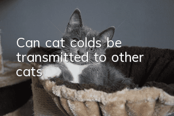 Can cat colds be transmitted to other cats?