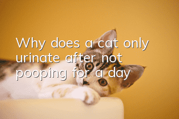 Why does a cat only urinate after not pooping for a day?