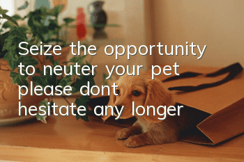 Seize the opportunity to neuter your pet, please don’t hesitate any longer!