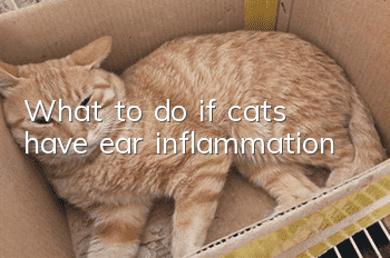 What to do if cats have ear inflammation