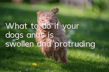 What to do if your dog’s anus is swollen and protruding