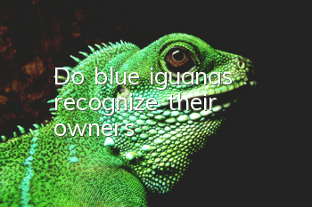 Do blue iguanas recognize their owners?