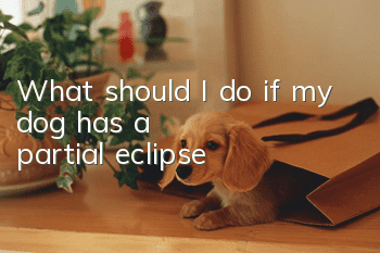 What should I do if my dog has a partial eclipse?