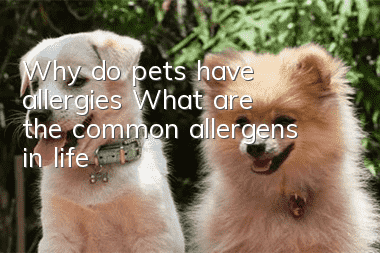 Why do pets have allergies? What are the common allergens in life?