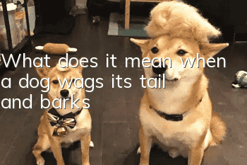 What does it mean when a dog wags its tail and barks?