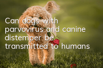 Can dogs with parvovirus and canine distemper be transmitted to humans?