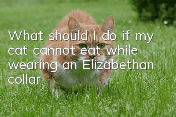 What should I do if my cat cannot eat while wearing an Elizabethan collar?