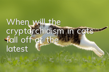 When will the cryptorchidism in cats fall off at the latest?