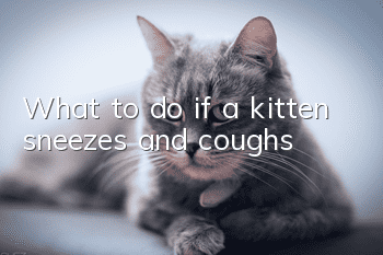 What to do if a kitten sneezes and coughs