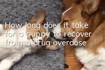 How long does it take for a puppy to recover from a drug overdose?