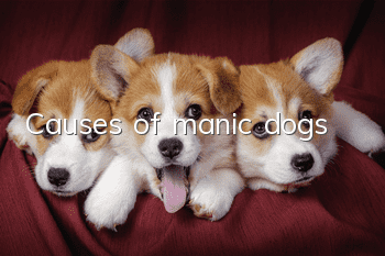 Causes of manic dogs