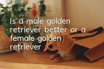 Is a male golden retriever better or a female golden retriever?
