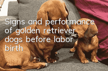 Signs and performance of golden retriever dogs before labor (birth)