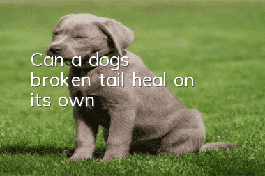 Can a dog's broken tail heal on its own?