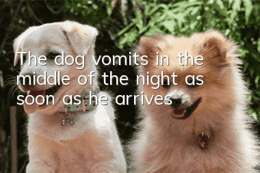 The dog vomits in the middle of the night as soon as he arrives