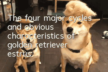 The four major cycles and obvious characteristics of golden retriever estrus