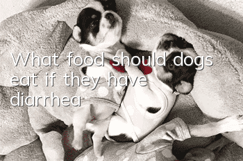 What food should dogs eat if they have diarrhea?