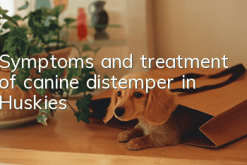 Symptoms and treatment of canine distemper in Huskies