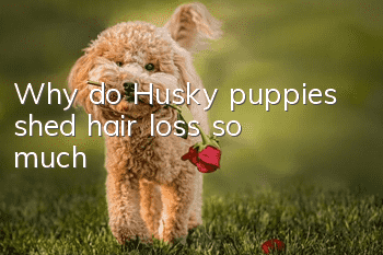 Why do Husky puppies shed (hair loss) so much?
