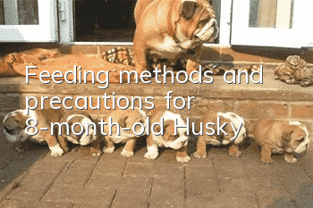 Feeding methods and precautions for 8-month-old Husky