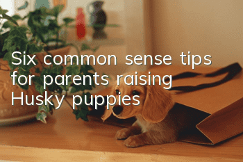 Six common sense tips for parents raising Husky puppies