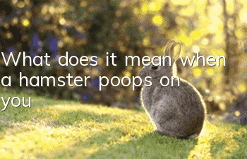 What does it mean when a hamster poops on you?