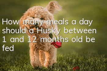 How many meals a day should a Husky between 1 and 12 months old be fed?