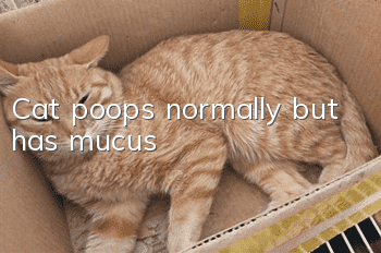 Cat poops normally but has mucus