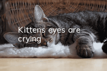 Kitten's eyes are crying