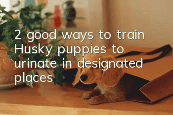 2 good ways to train Husky puppies to urinate in designated places