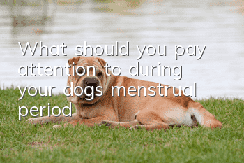 What should you pay attention to during your dog’s menstrual period?