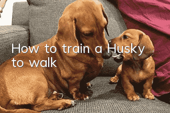 How to train a Husky to walk?