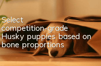 Select competition-grade Husky puppies based on bone proportions