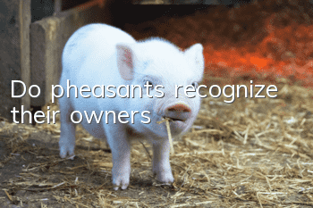 Do pheasants recognize their owners?