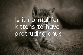 Is it normal for kittens to have protruding anus?