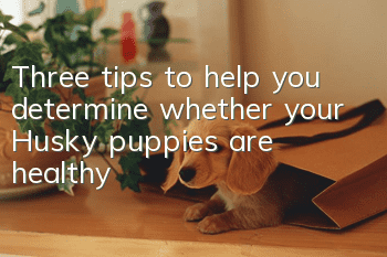 Three tips to help you determine whether your Husky puppies are healthy?