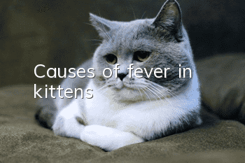 Causes of fever in kittens