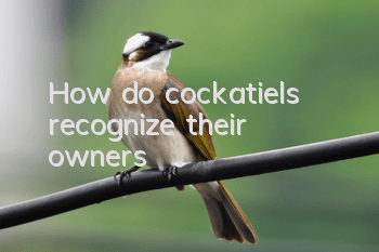 How do cockatiels recognize their owners?